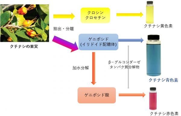 色素各論 クチナシ青色素 神戸化成株式会社